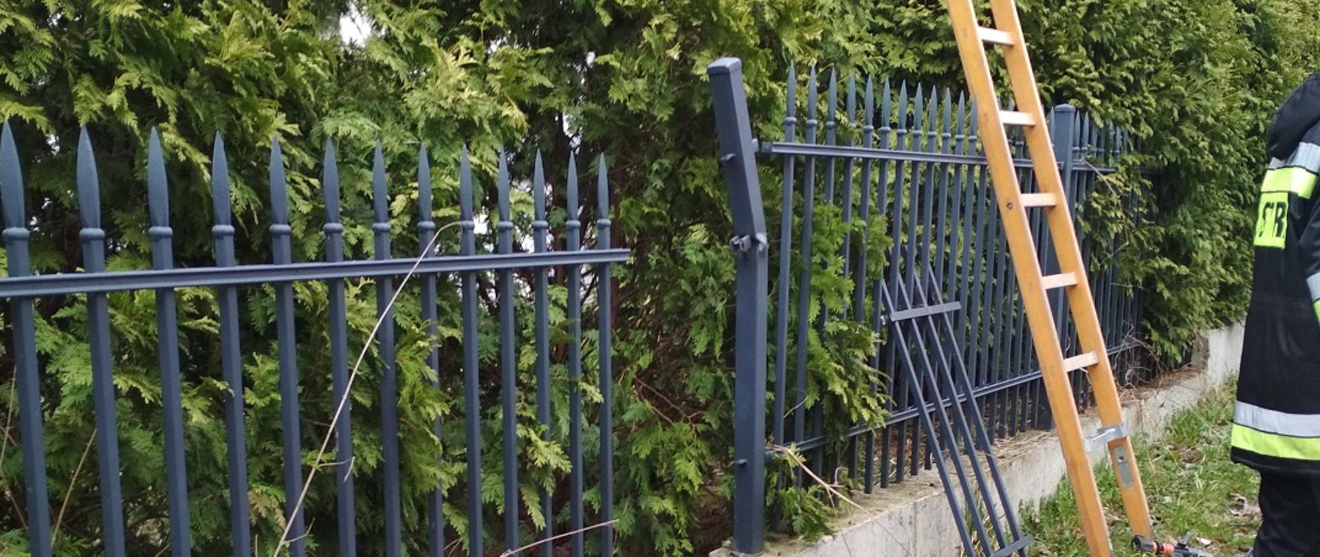 Zdjęcie obrazuje uszkodzone ogrodzenie posesji, drabinę strażacką i odwróconego strażaka