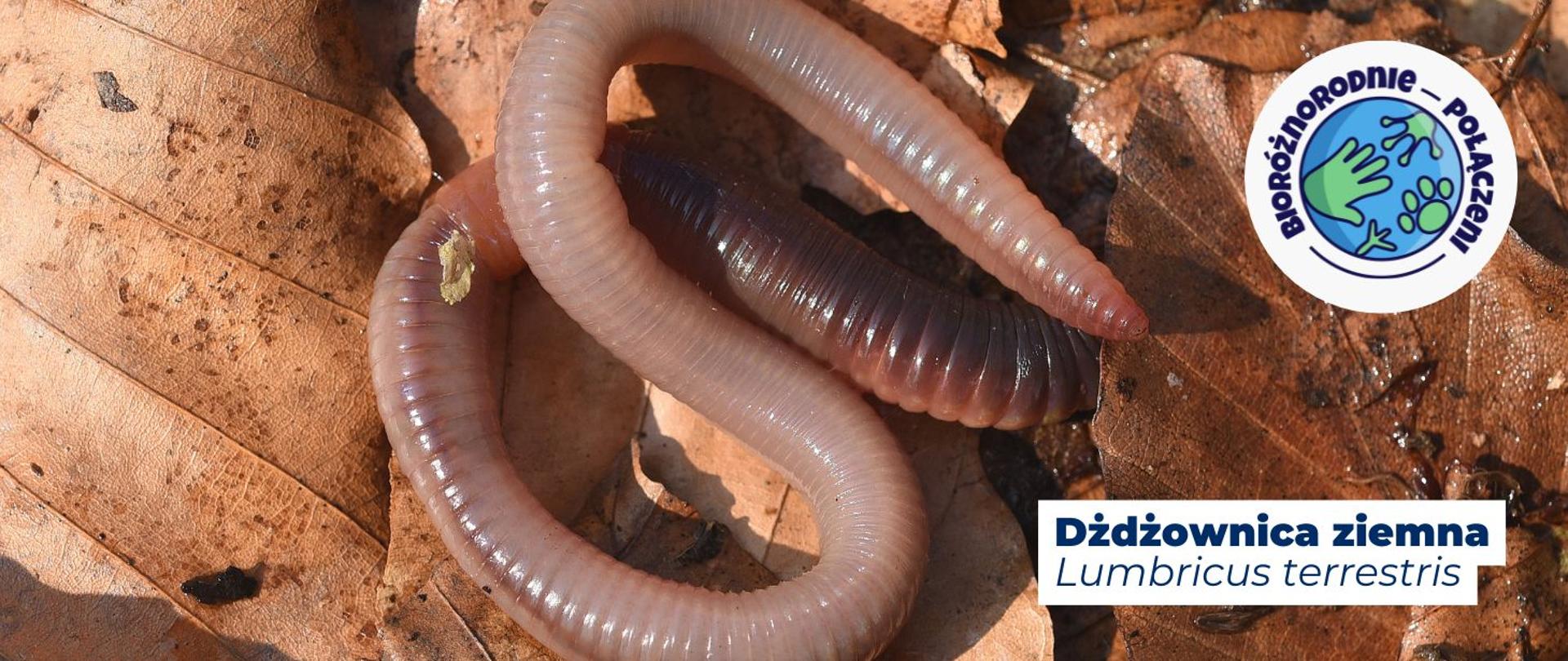 na zdjęciu widnieje dżdżownica ziemna, lumbricus terrestris