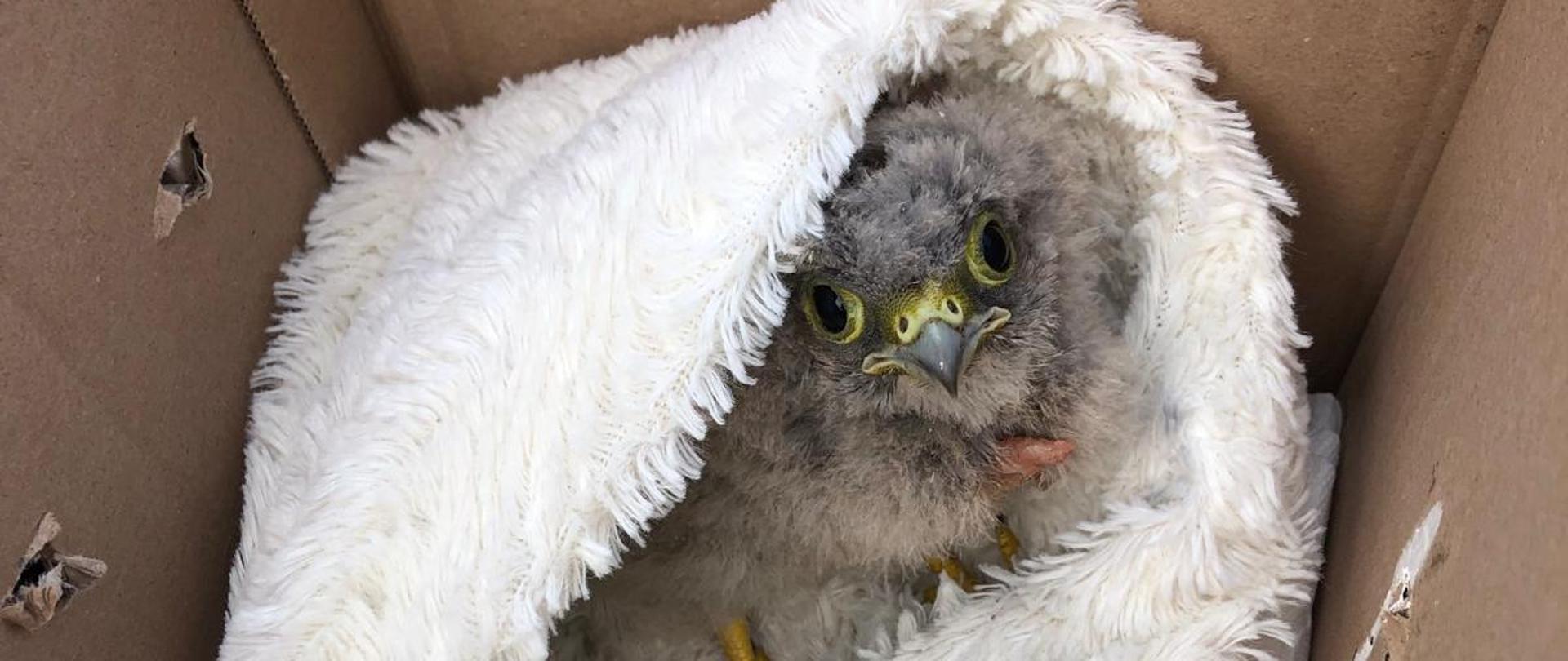 Pisklę sokoła w kartonie owinięte ręcznikiem