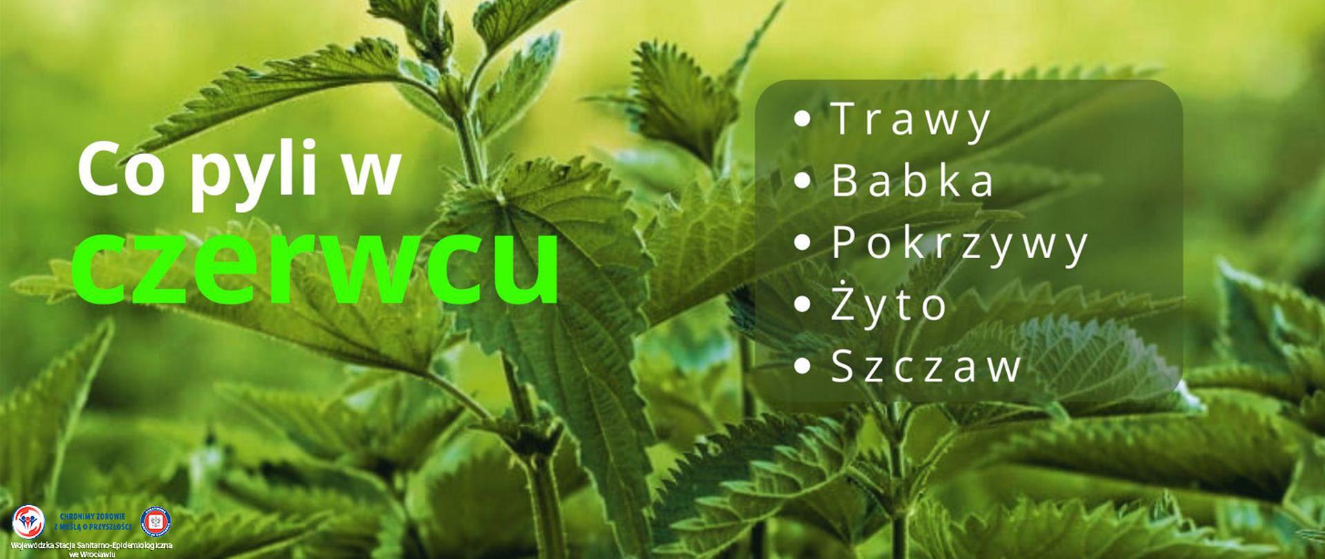 Zdjęcie pokrzywy w przybliżeniu