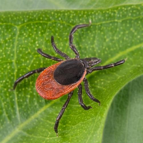 brązowy kleszcz na zielonym liściu