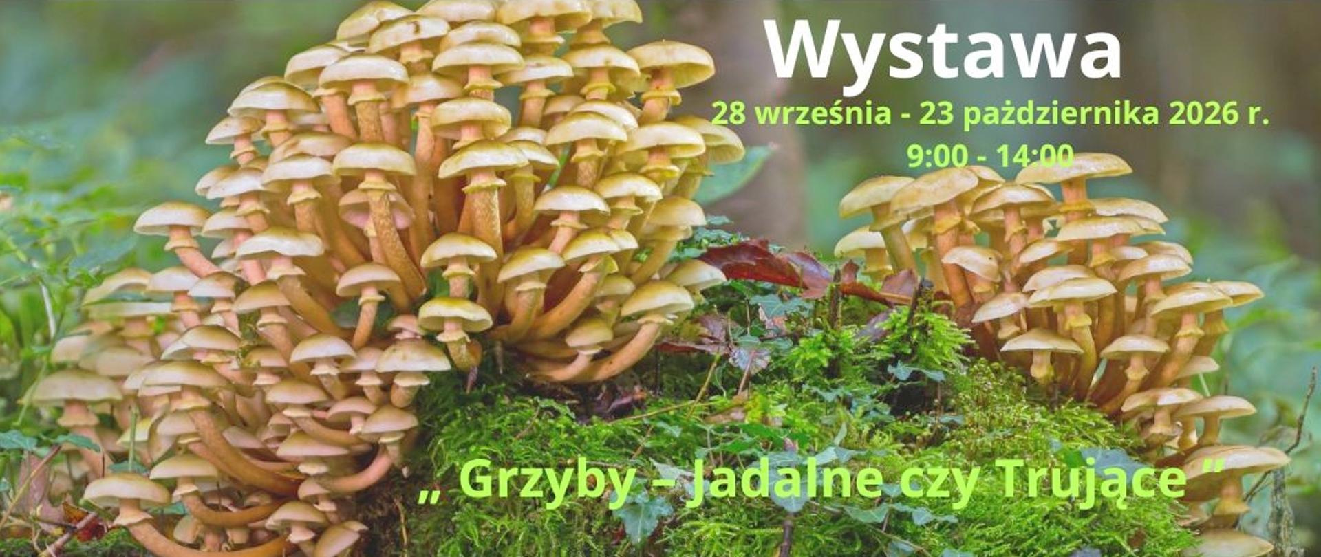 Wystawę Grzybów „GRZYBY- JADALNE CZY TRUJĄCE” 2026
