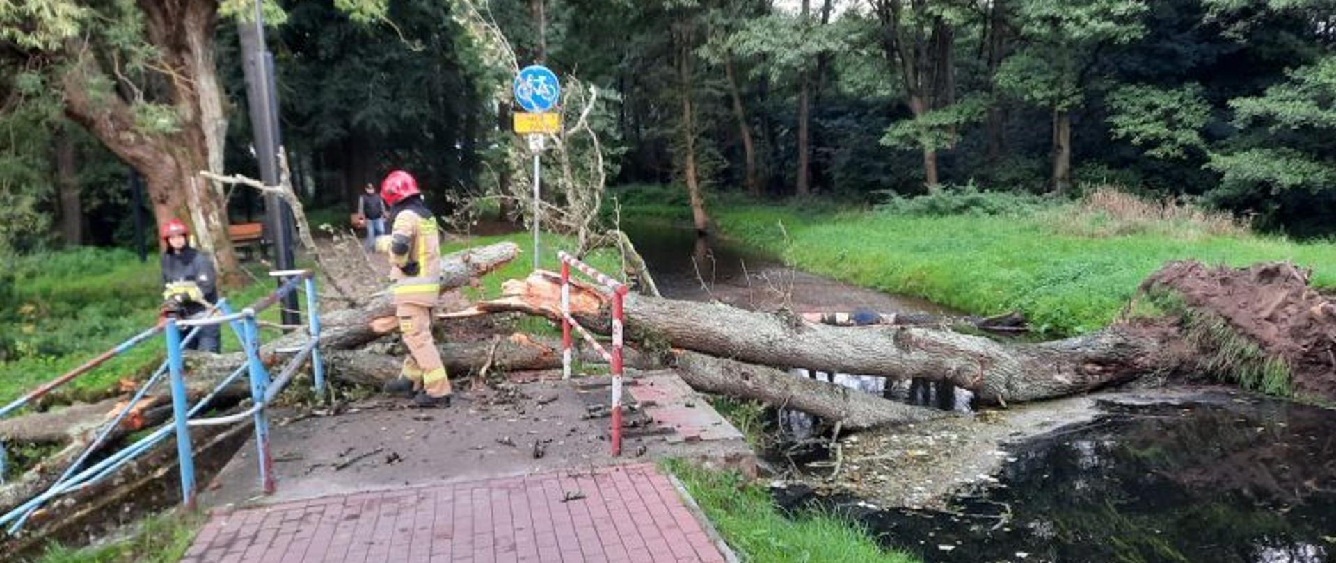 Zdjęcie wykonane w ciągu dnia, widać na nim ścieżkę rowerową wzdłuż rzeki przechodzącą przez mały mostek. Drzewo pod wpływem silnego wiatru przewróciło się na ścieżkę i most. Na drugim planie przy drzewie stoją dwaj strażacy i przy pomocy piły usuwają zagrożenie