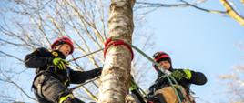 Strażacy wyposażeni w sprzęt wysokościowy podczas ćwiczeń stoją na drzewie na wysokości budując stanowisko asekuracyjne