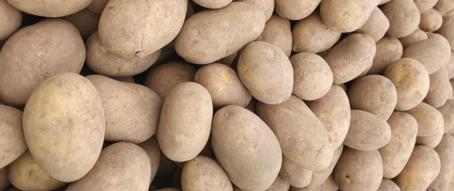 Na zdjęciu są widoczne lulwy przechowywanych ziemniaków luzem