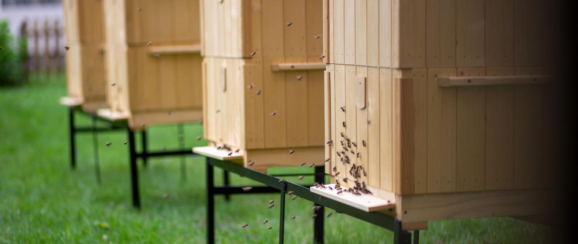 Pasieka stojąca na trawie a przy niej latające pszczoły 