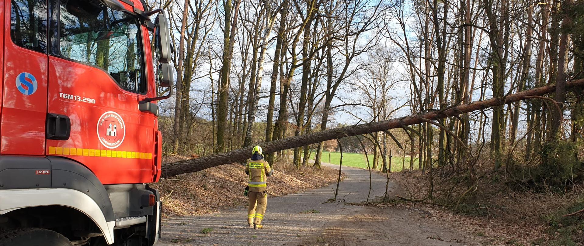 Ratownik OSP przeprowadzający rozpoznanie przed przystąpieniem do usunięcia drzewa blokującego drogę.