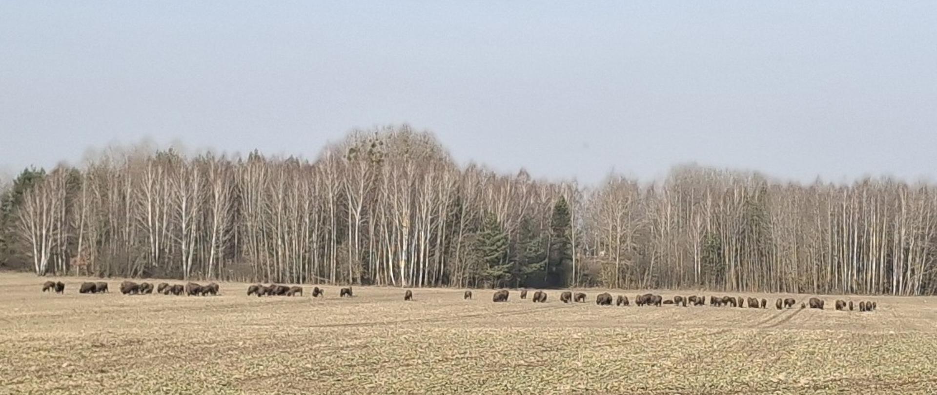 Stado żubrów na łące