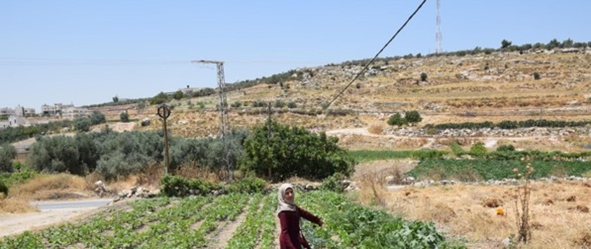 Palestine, drip irrigation system in home gardens