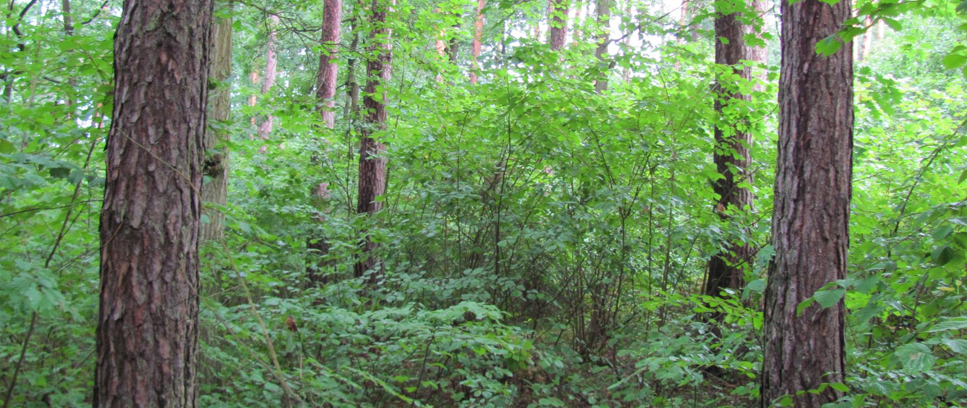 Widok na fragment lasu - na pierwszym planie pnie sosen, głębiej gęsty podszyt i pnie innych drzew