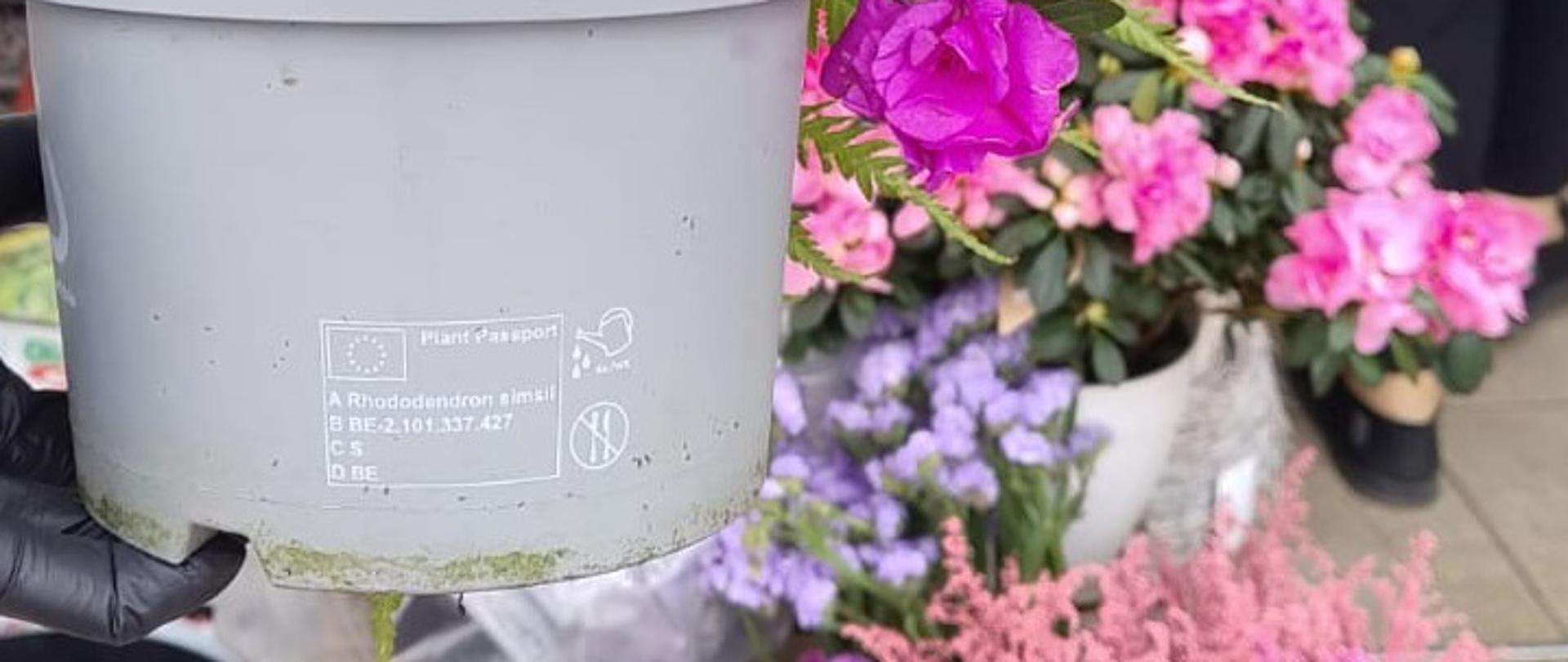 Zdjęcie przedstawia przebieg kontroli w obrocie pod kątem zaopatrzenia roślin w paszport