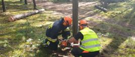 Dwóch strażaków ścina drzewo w lesie