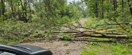 Widok na drzewo leżące na drodze i blokuję przejazd.
