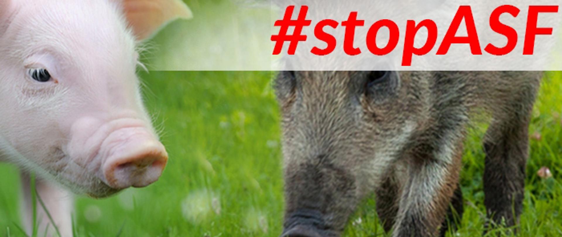 Grafika StopASF
