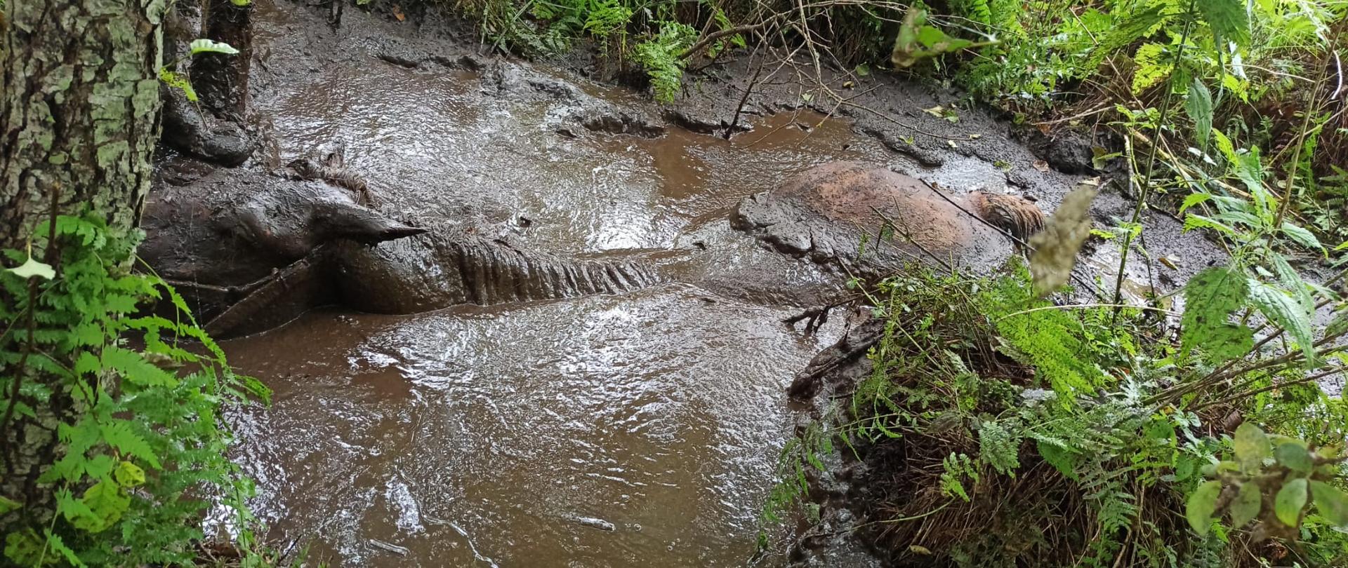 Koń uwięziony w bagnie