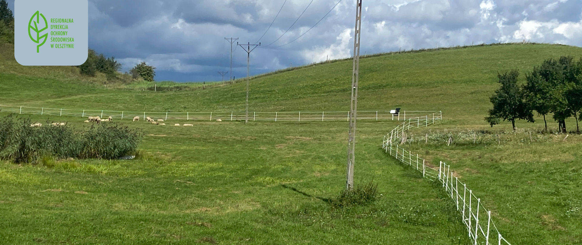 Zielona łąka. W oddali pasące owce. Zachmurzone niebo.