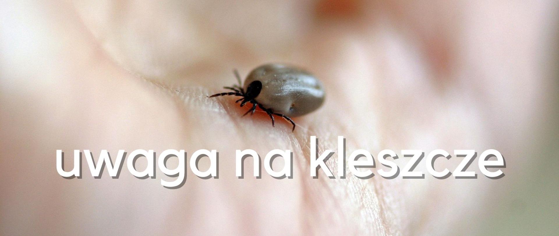 Zdjęcie dorosłego kleszcza na otwartej dłoni