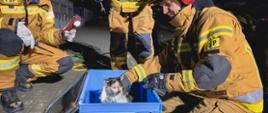Kotek znajduje się wewnątrz samochodu osobowego, strażacy odkręcają elementy podwozia, by wykonać dostęp do uwięzionego zwierzęcia