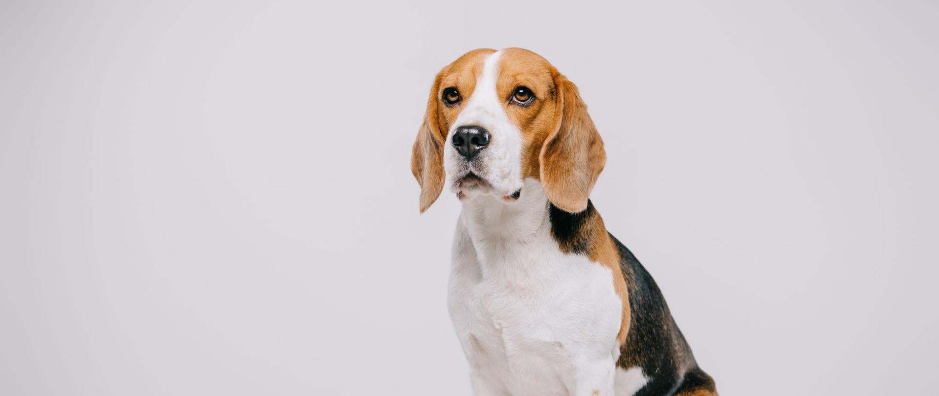 Na zdjęciu jest pies, który siedzi.