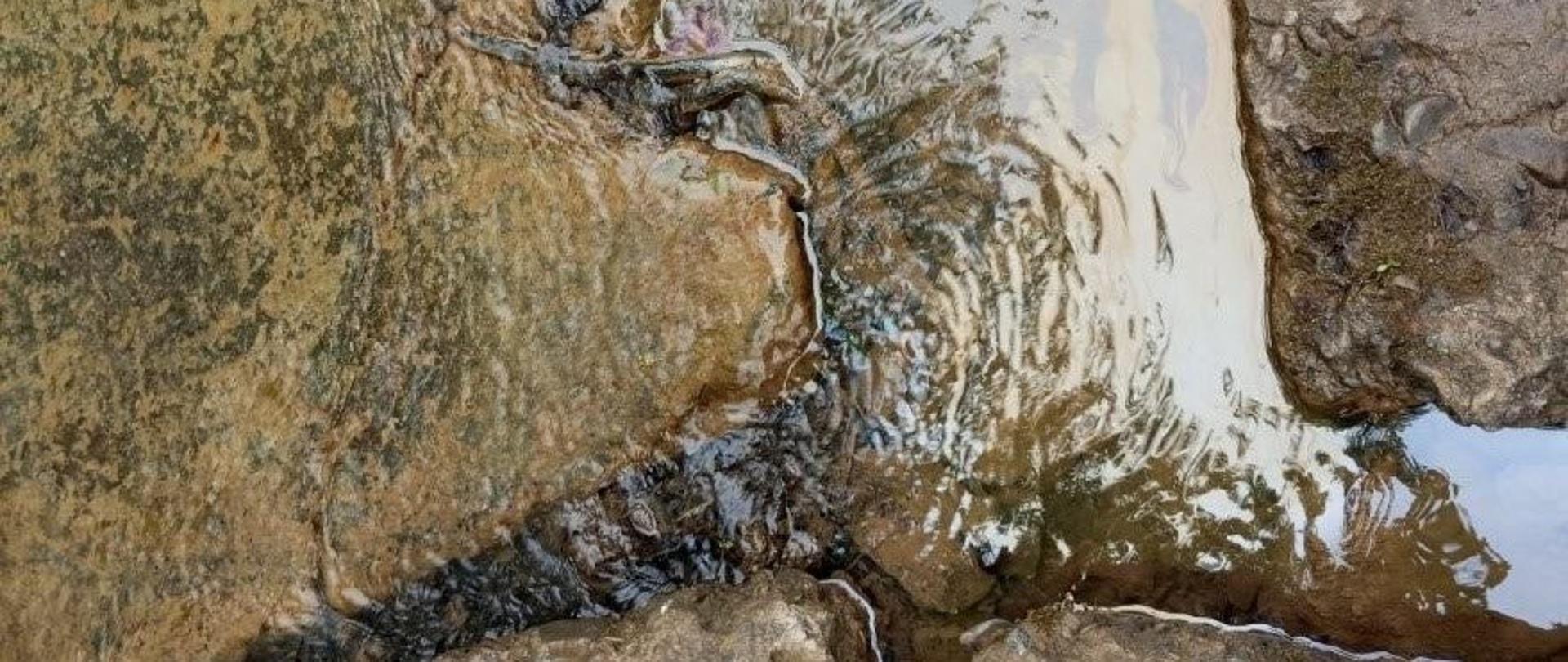 Fot. 1. Ropa naftowa wypływająca z dna potoku w miejscowości Głębokie 