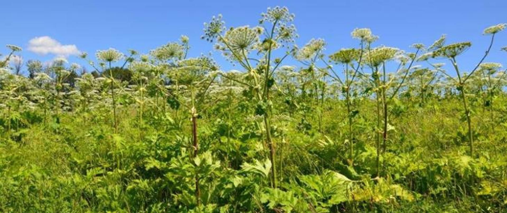 Zielona łąka na której rośną wysokie rośliny o zielonych liściach i białych kwiatostanach w kształcie parasola - Barszcz Sosnowskiego. W tle błękitne niebo. 