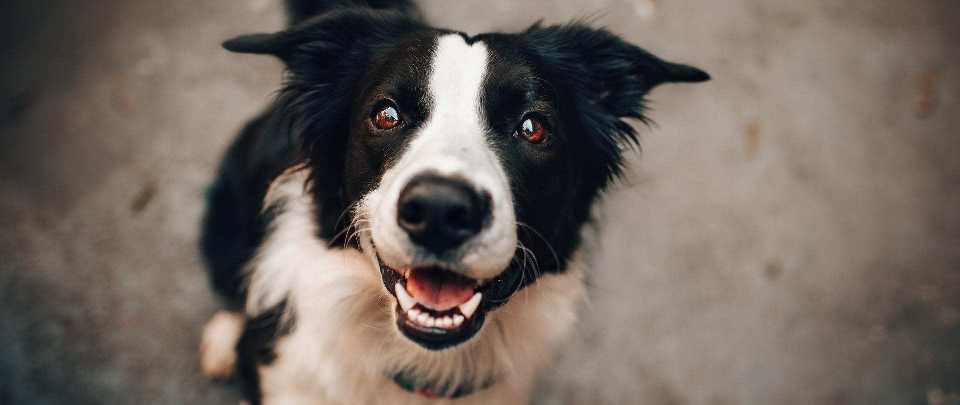 "Zaszczep pupila, to tylko chwila" kampania informacyjna