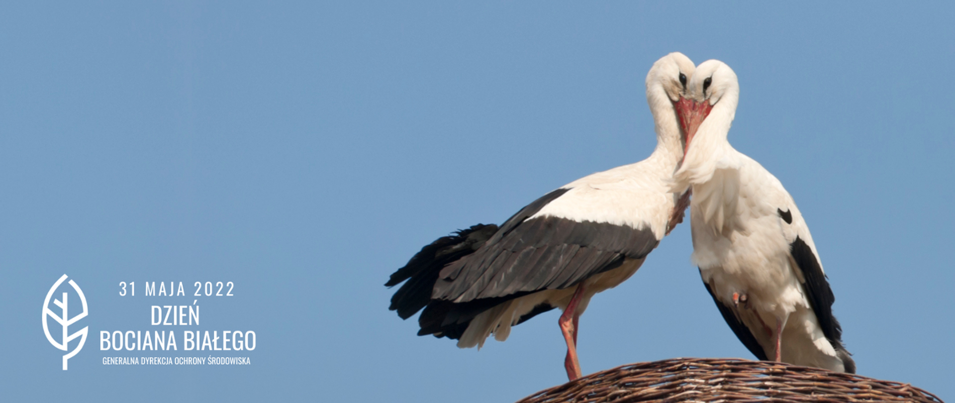 Dwa ptaki - bociany białe (o białych i czarnych piórach, czerwonych nogach i dziobach) stoją na gnieździe w kolorze brązowym. W tle błękitne niebo. W lewym dolnym rogu biały napis: 31 maja 2022 Dzień Bociana Białego (biały liść) i logo Generalnej Dyrekcji Ochrony Środowiska