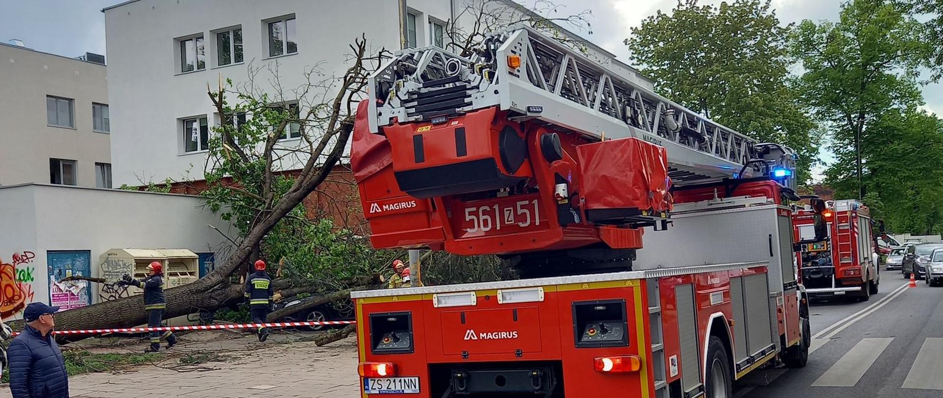 Powalone drzewo ul. Kopernika