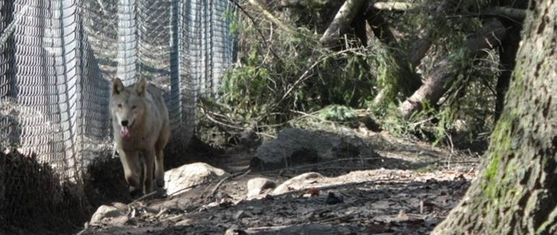 Zdjęcie przedstawia wilka w wolierze na terenie Ośrodka Rehabilitacji Zwierząt Napromek, prowadzonego przez Nadleśnictwo Olsztynek