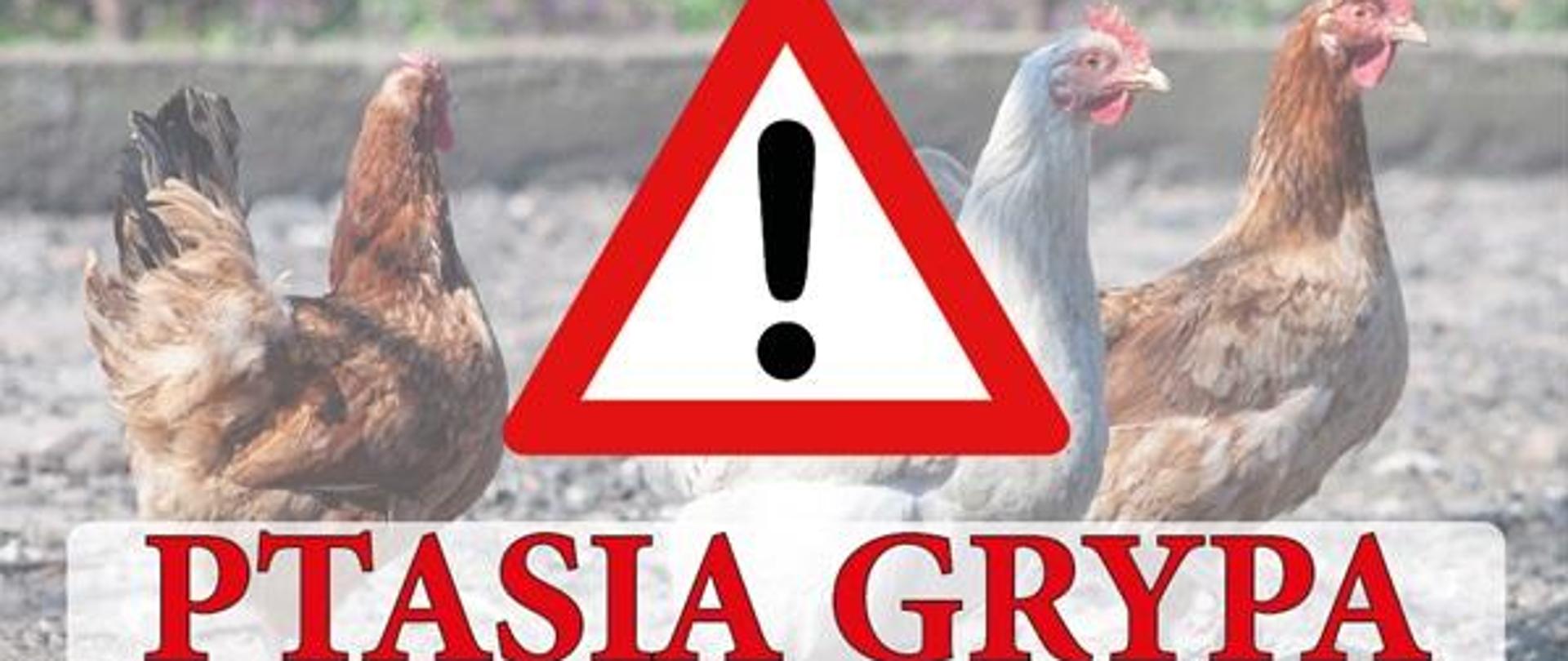 Zdjęcie przedstawiające napis uwaga ptasia grypa, znak z wykrzyknikiem i kury