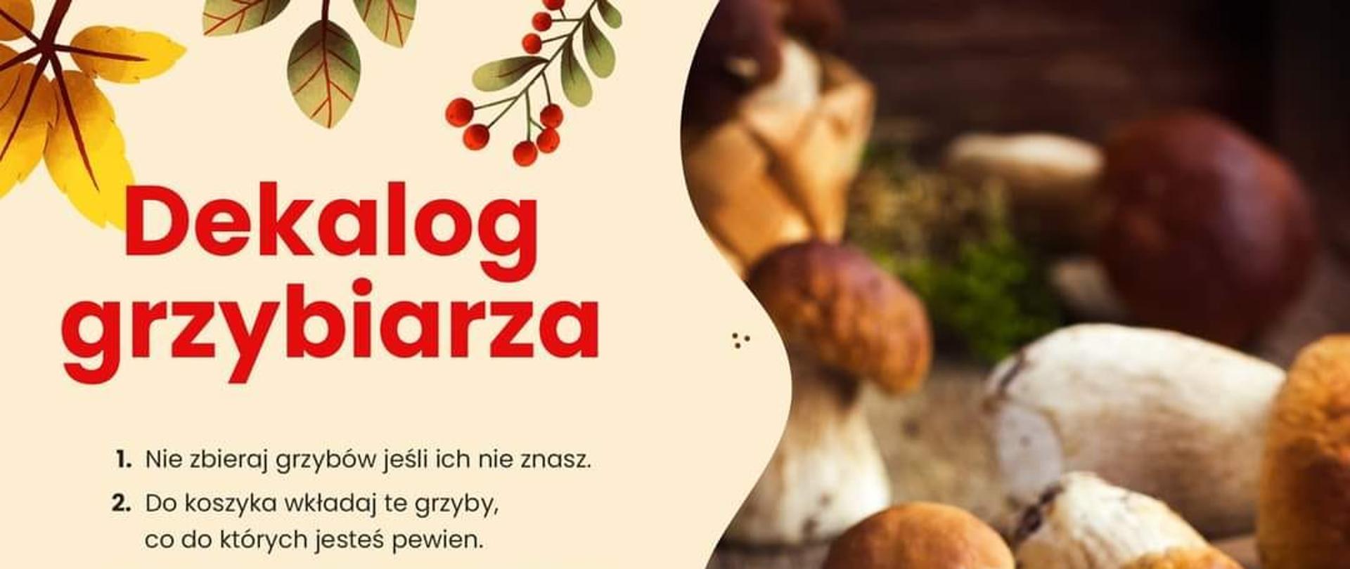 dekalog grzybiarza
