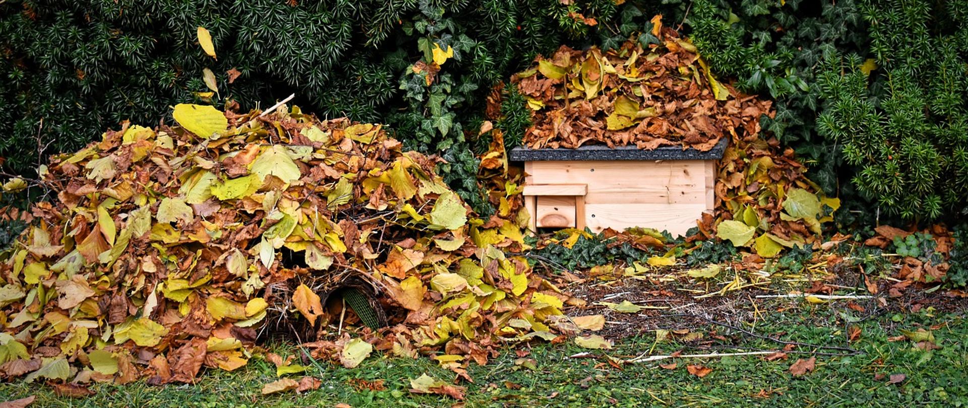 Zdjęcie przedstawia dwie usypane sterty uschniętych liście, w jednej ze stert ukryty mały domek dla jeży