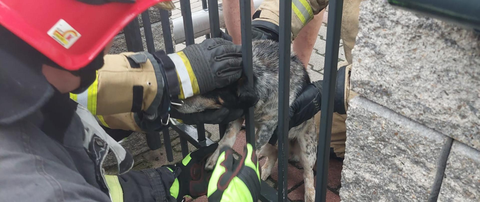 Na zdjęciu widać dwóch strażaków w umundurowaniu specjalnym z czerwonymi hełmami na głowach. Strażacy uwalniają domowego psa, który uwięziony jest między metalowymi słupkami ogrodzenia. 