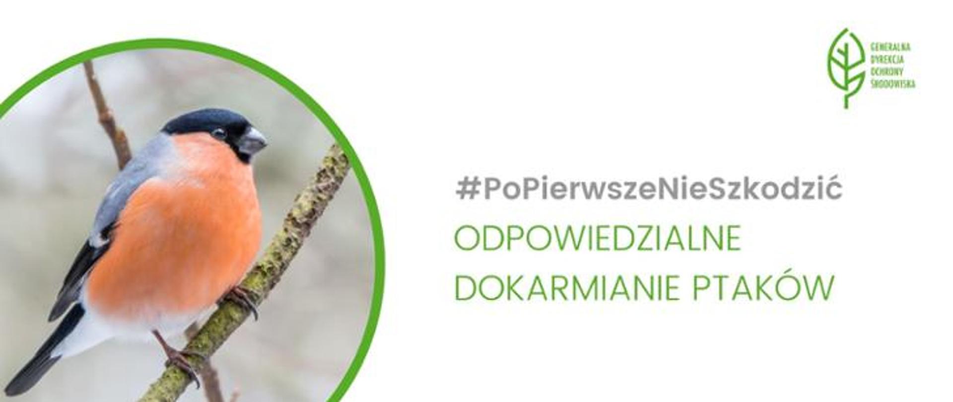 Rudzik i napis: #PoPierwszeNieSzkodzić Jak urządzić ptasią stołówkę?