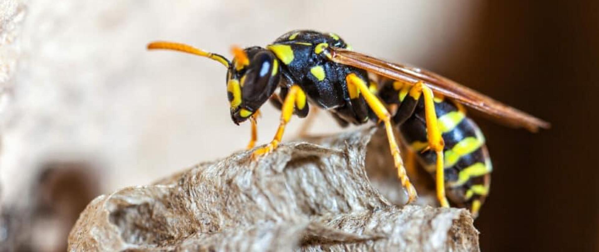 owad błonkoskrzydły