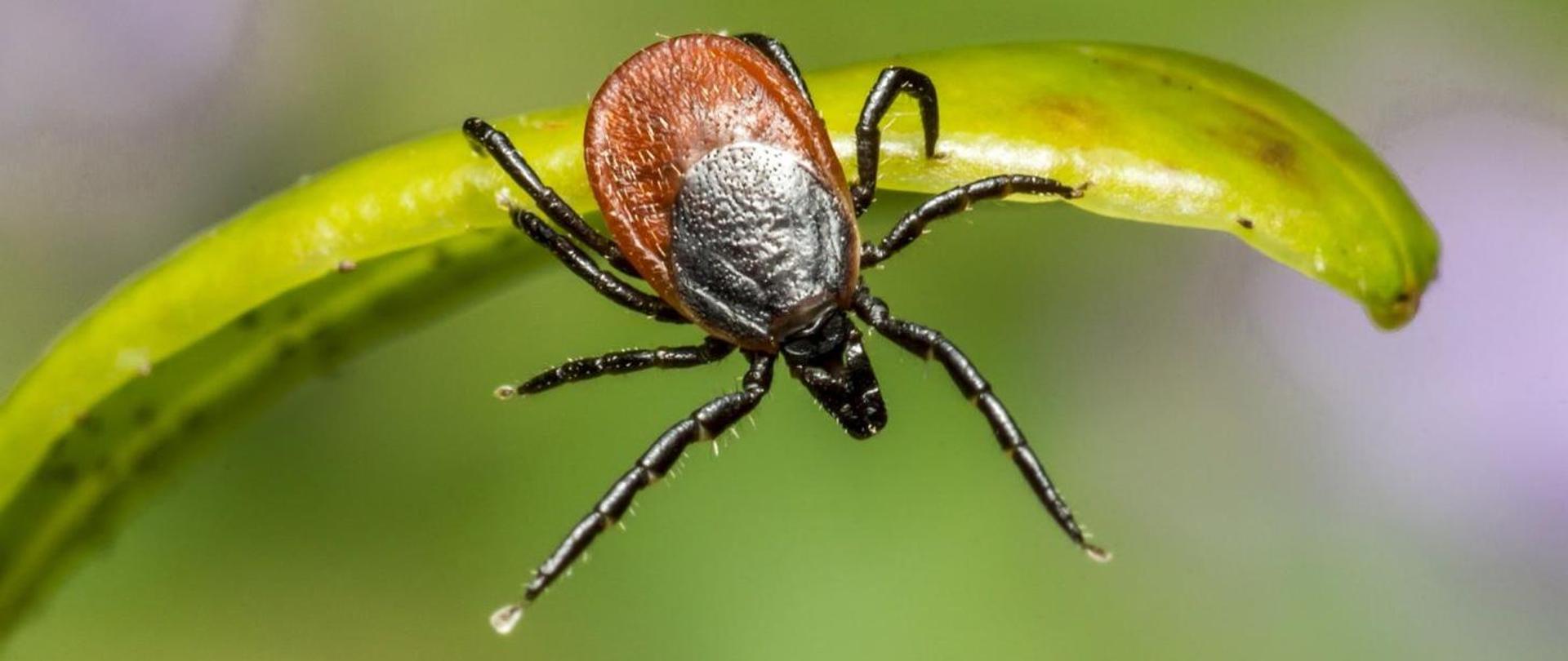"Mały kleszcz - duży problem?"
