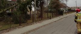 Usuwanie skutków silnych wiatrów- powalone drzewo na linie energetyczne