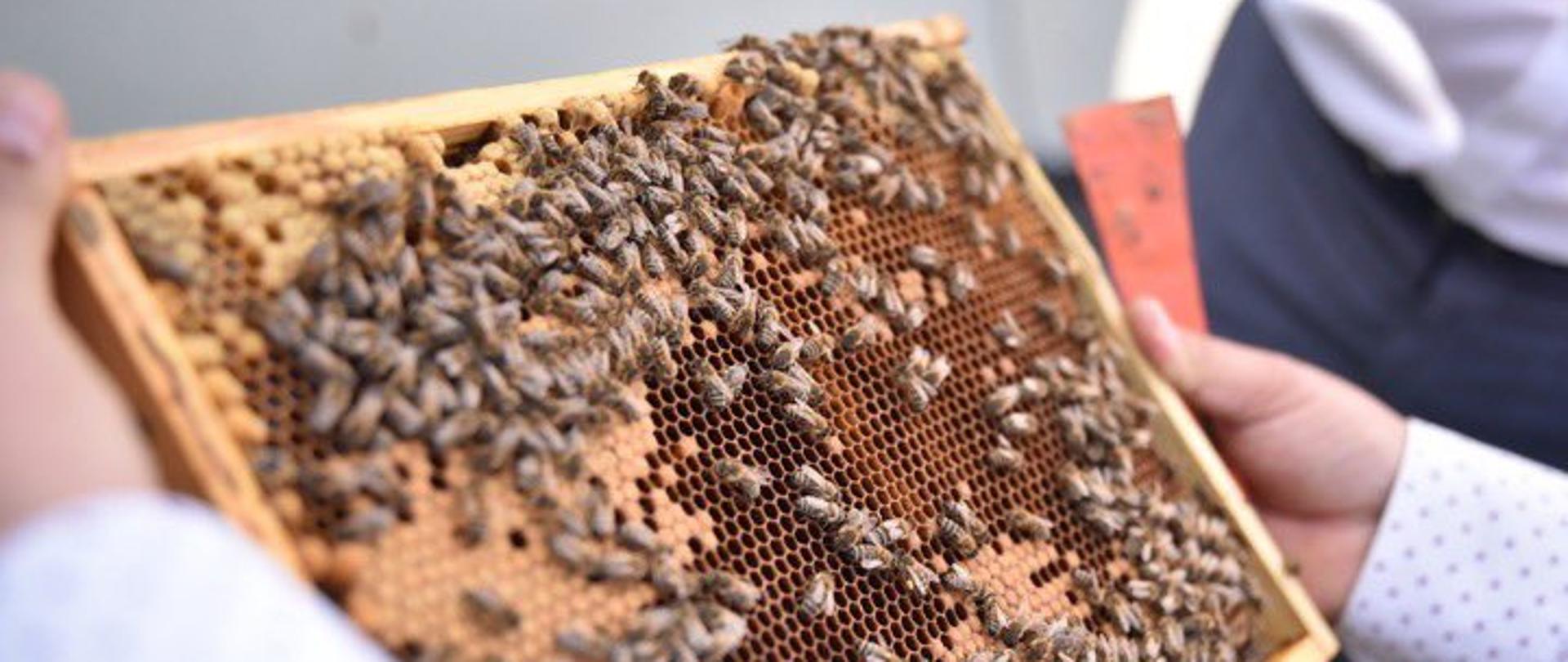 Pszczoły na dachu Ministerstwa Klimatu i Środowiska