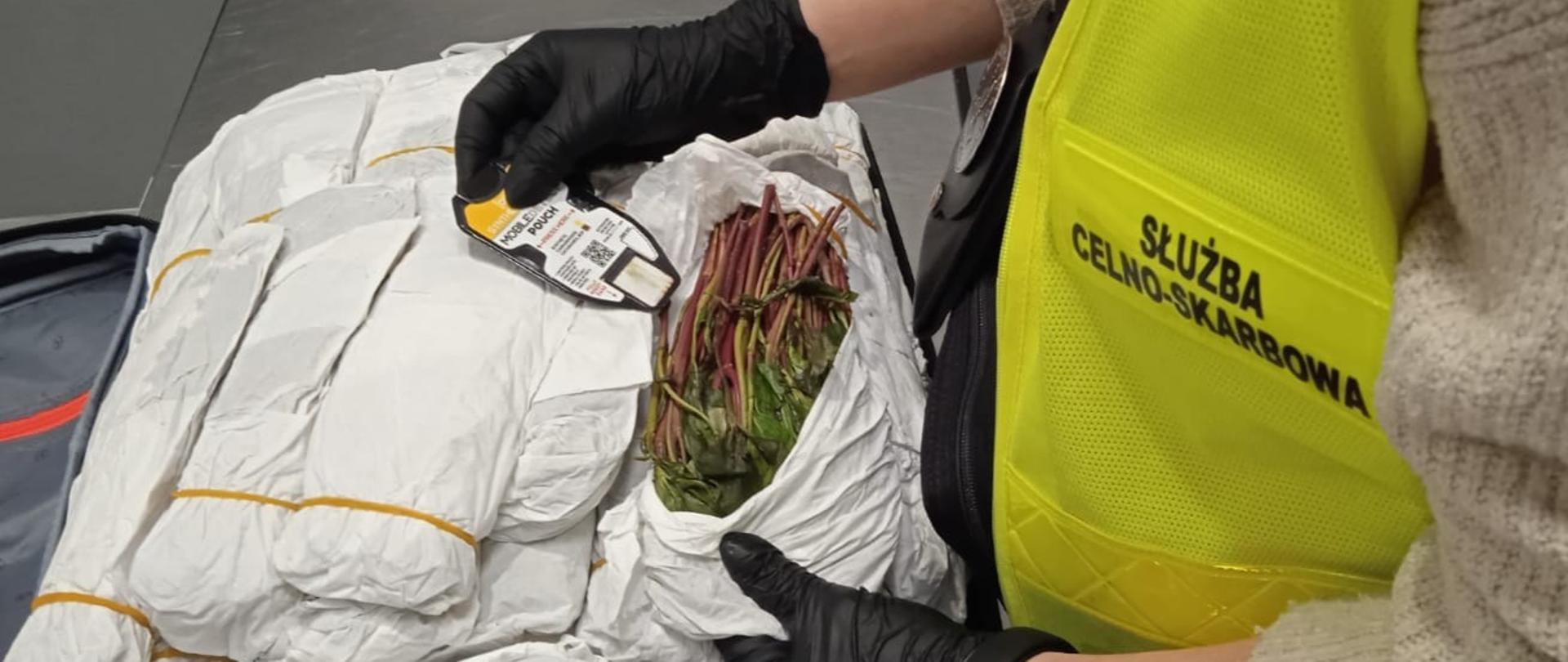 Funkcjonariusz Służby Celno-Skarbowej w czarnych rękawiczkach sprawdza zawartość paczki owiniętej w biały papier, w której znajdują się zielone rośliny.