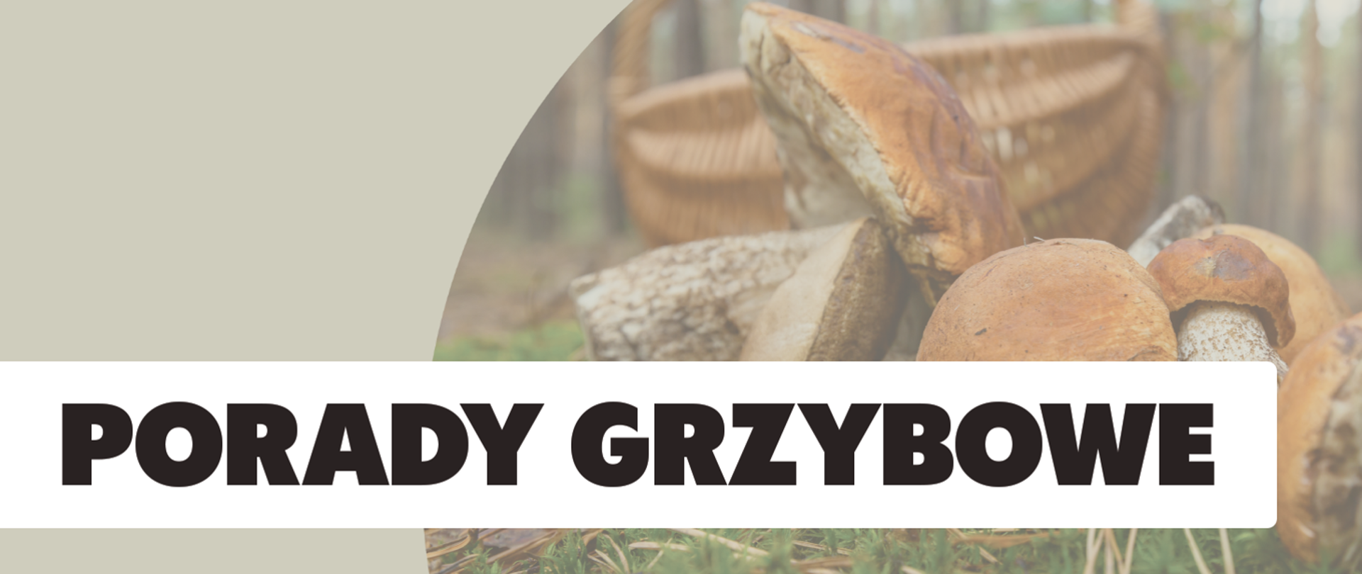 Porady grzybowe w WSSE