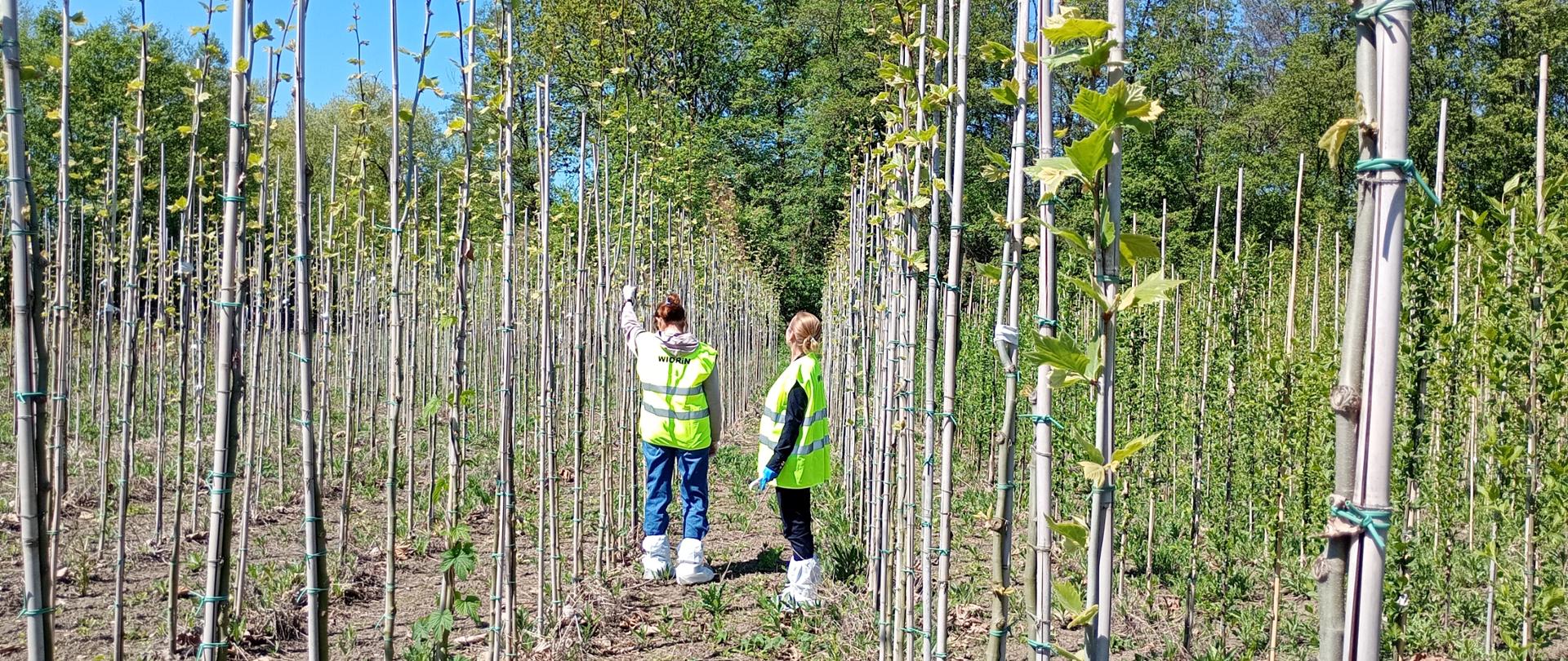 Plantacja drzewek rodzaju Platanus rosnących w rzędach. Pomiędzy drzewkami dwie inspektorki w kamizelkach odblaskowych i ochraniaczach na buty oglądające drzewka.