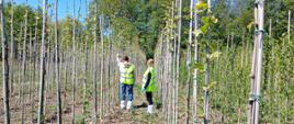 Plantacja drzewek Platanus rosnących w rzędach. Pomiędzy drzewkami dwie inspektorki w kamizelkach odblaskowych i ochraniaczach na buty oglądające drzewka.