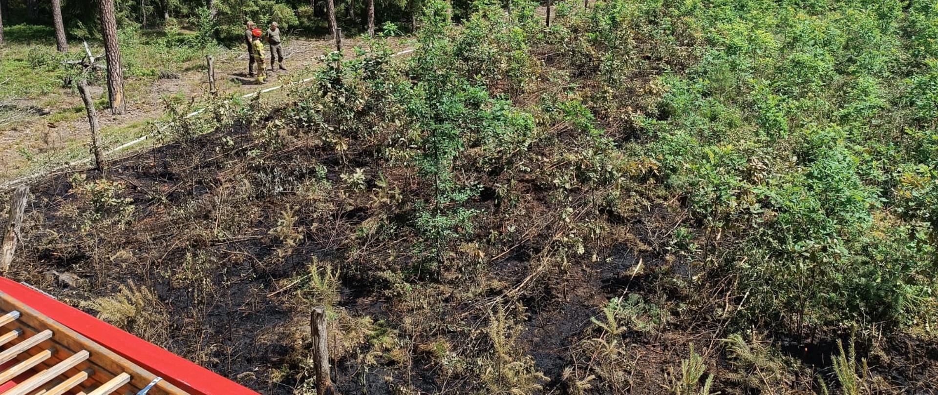 Pożar obszarów leśnych 