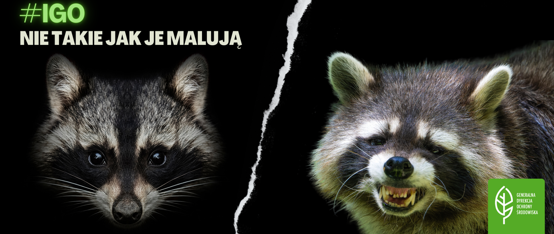 na czarnym tle dwa wizerunki szopa pracza obok siebie, w lewym górnym roku #nie takie IGO jak je malują, w lewym dolnym na zielonym tle liść i napis Generalna Dyrekcja Ochrony Środowiska 