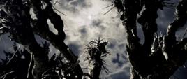 Zdjęcie jest zrobione w nocy. Na pierwszym planie są suche gałęzie drzewa, które są sfotografowane na tle pochmurnego nieba na którym jest mało widoczny księżyc w pełni. 