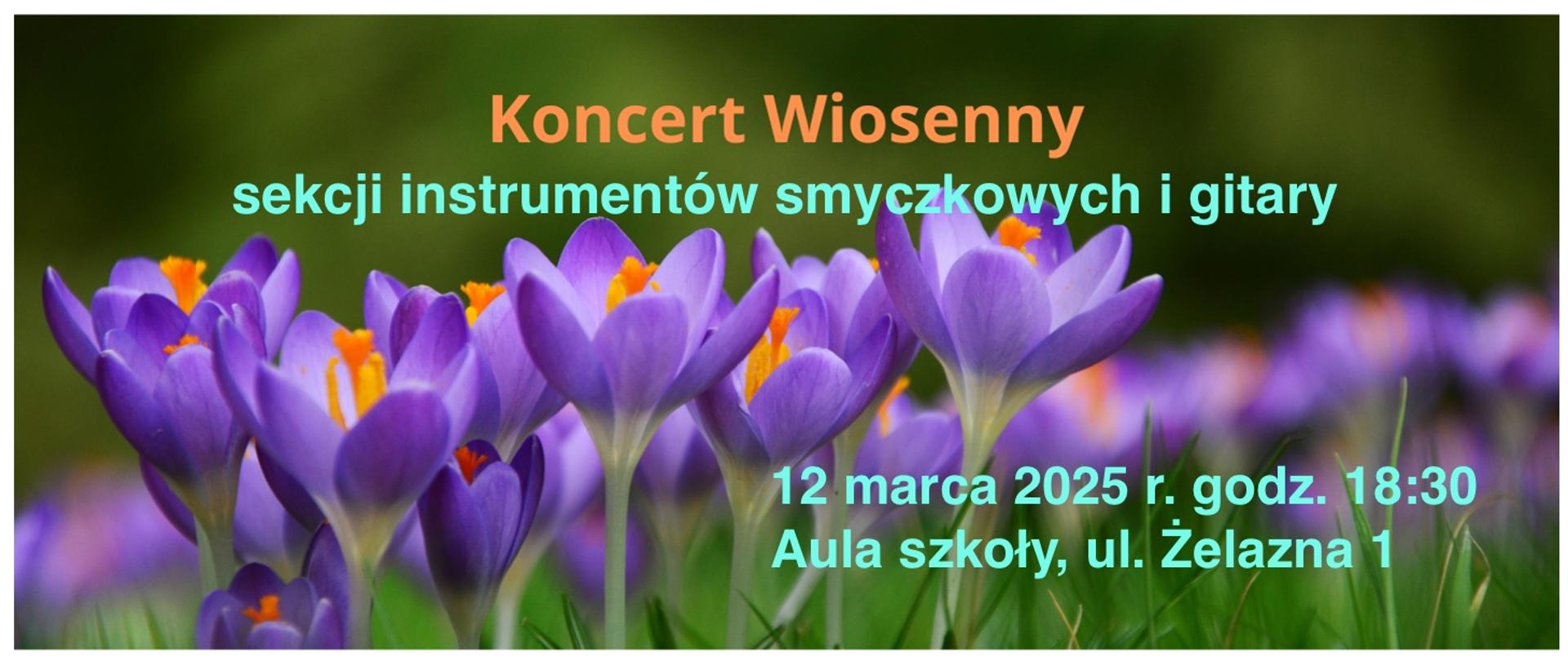 Na zdjęciu kwitnące krokusy, na ich tel u góry napisy Koncert Wiosenny, napis w kolorze pomarańczowym, sekcji instrumentów smyczkowych i gitary w kolorze zielonym. W prawym dolnym rogu data 12 marca 2025 godz koncertu 18:30 i miejsce Aula szkoły przy ul. Żelaznej 1