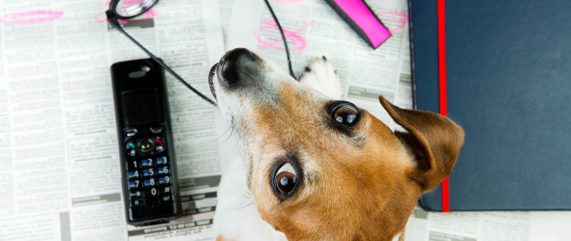 Pies spoglądający ku górze. W tle telefon komórkowy, gazeta oraz okulary