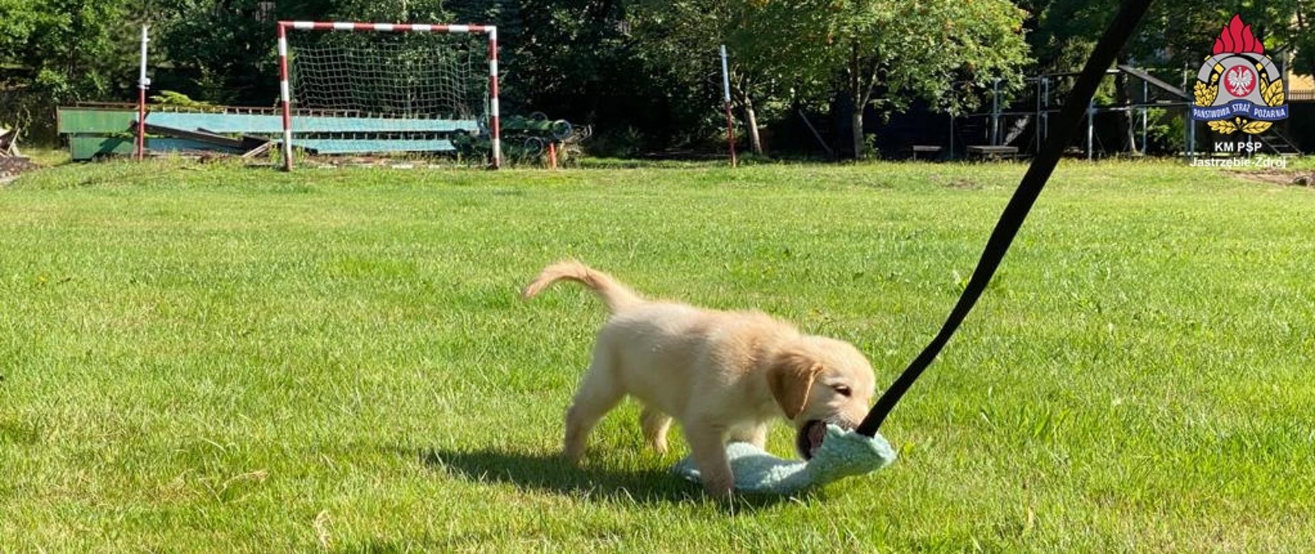 Nauka psa przez zabawę.