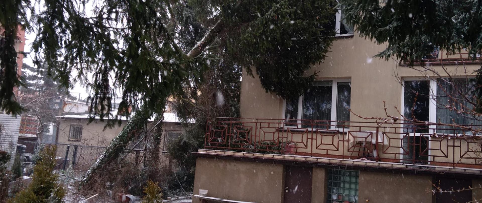 Przewrócone drzewo opierające się o budynek mieszkalny.