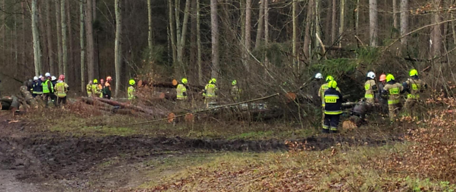 zdjęcie przedstawia strażaków podczas praktycznych ćwiczeń z obsługi pilarek do drewna